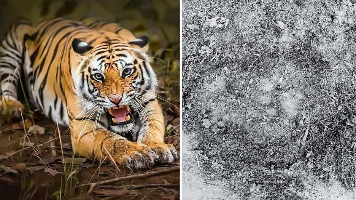 Kultali tiger changing position leaving locals scared