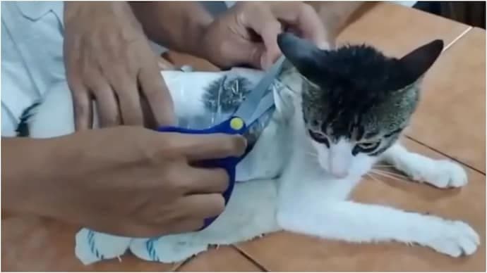 Cat caught in Costa Rica while trying to smuggle controlled substances inside th jail
