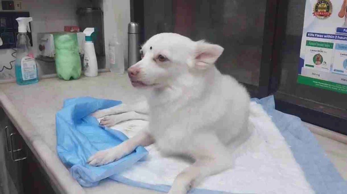 Dog faced bravely russell viper to save a kid 