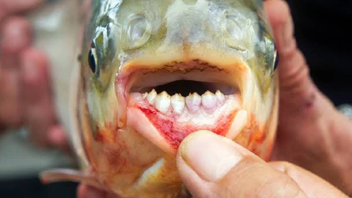 Cousin of piranha ball cutter fish in india 