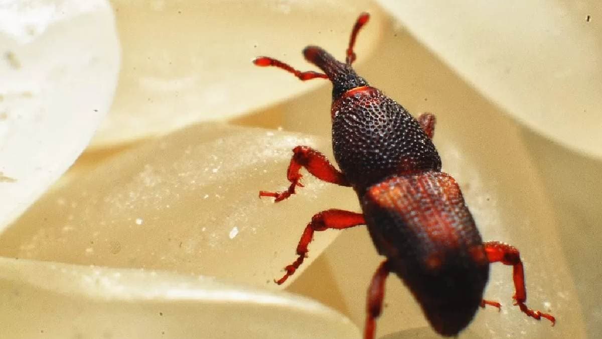 Pest Control: home remedies to prevent rice pest