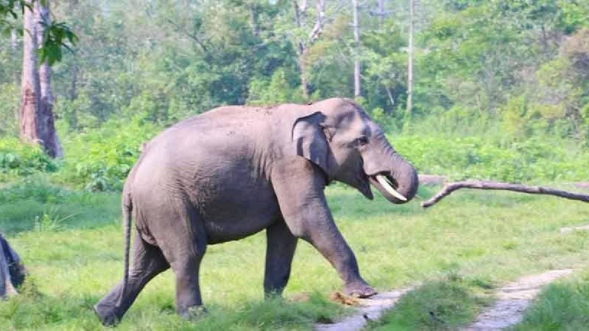 Intense Battle Between Two Male Elephants in Bagdogra Jungle