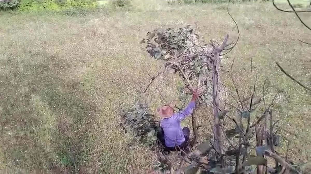 Tiger mauls farmer in Mysuru villagers climb trees to escape watch viral video