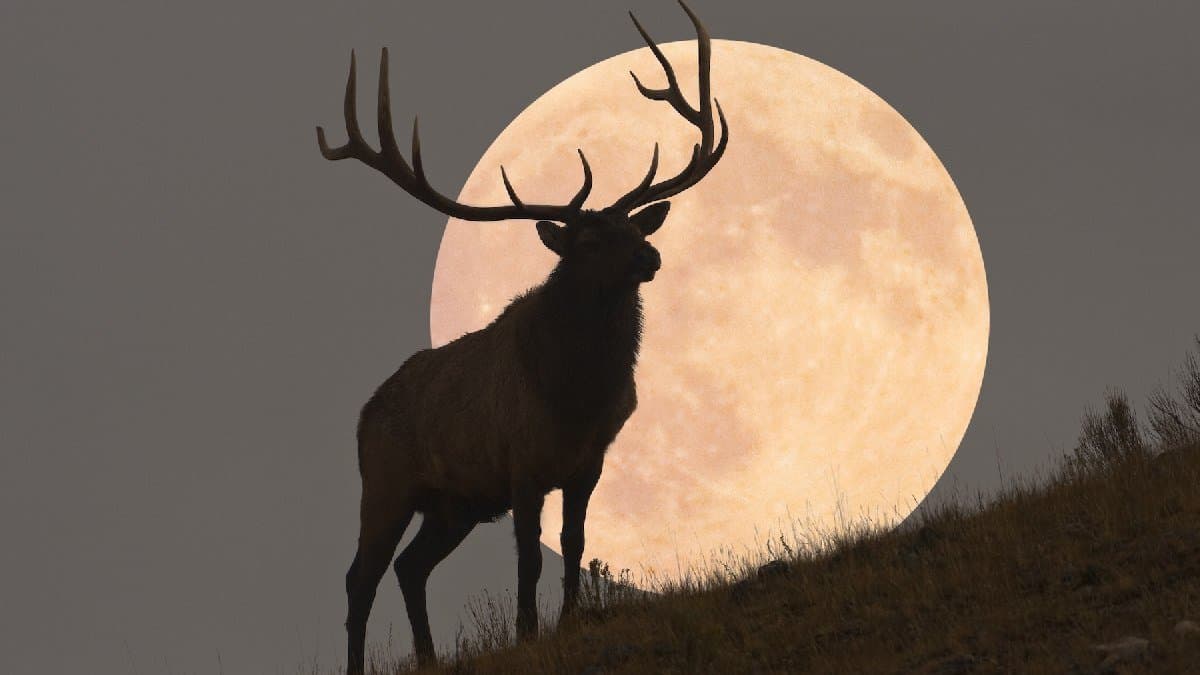Know about eight  Must-See Night Sky Events In July
