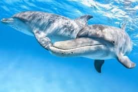 The rare sight of dolphins playfully teasing each other will amaze you too