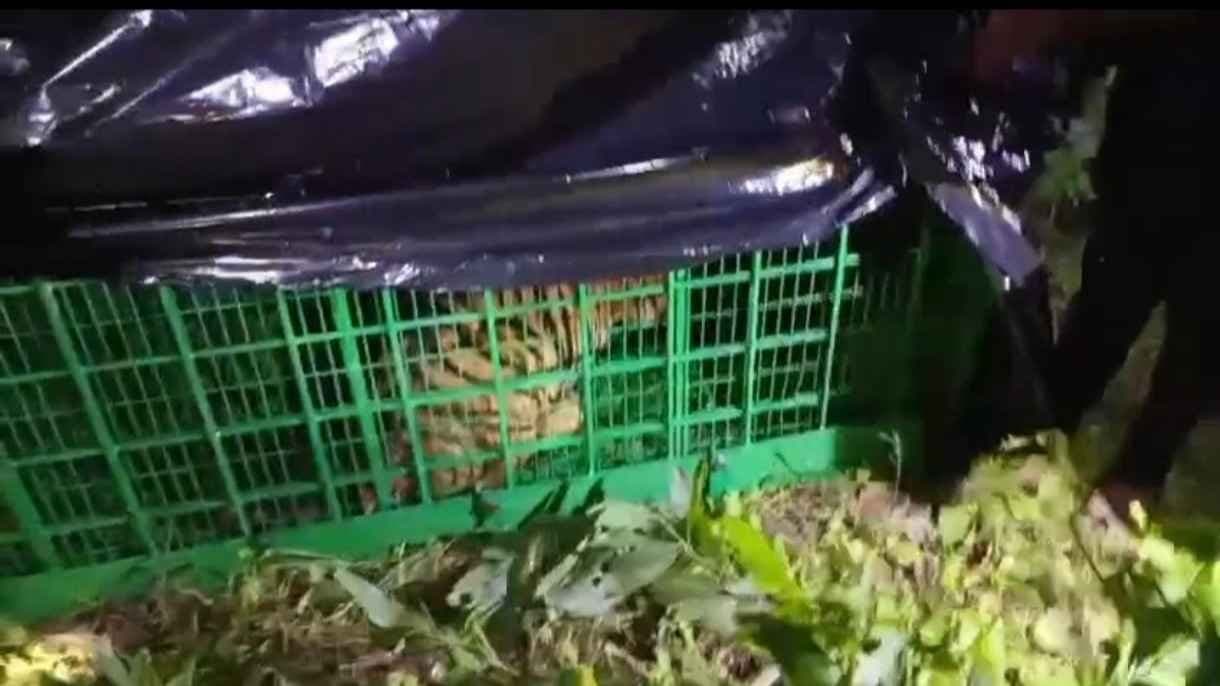 Kultali leopard caught by forest department