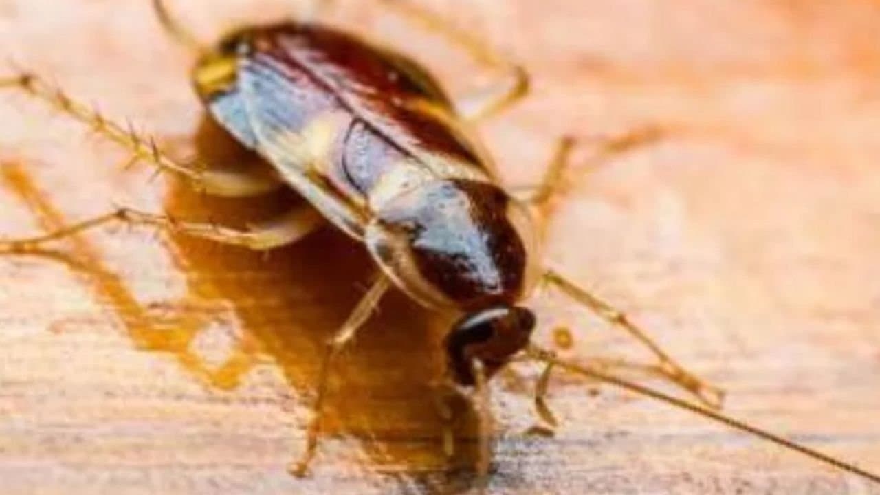 How to get rid of cockroaches with garlic