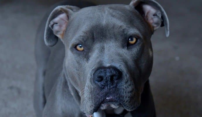 Ferocious Dogs: ২৩ প্রজাতির 'হিংস্র' পোষ্য কুকুরের ওপর নিষেধাজ্ঞা  