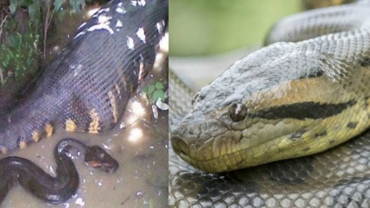 Female anaconda eat male anaconda after physical intimacy 