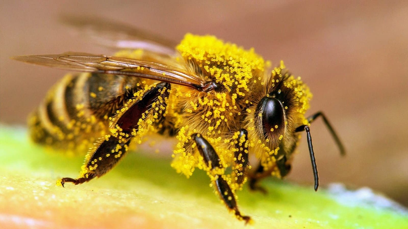 Scientist finds surprising information about the mind of honeybees 