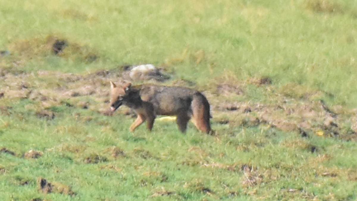 For the first time Indian Jackal was spotted in the Pallikaranai wetland