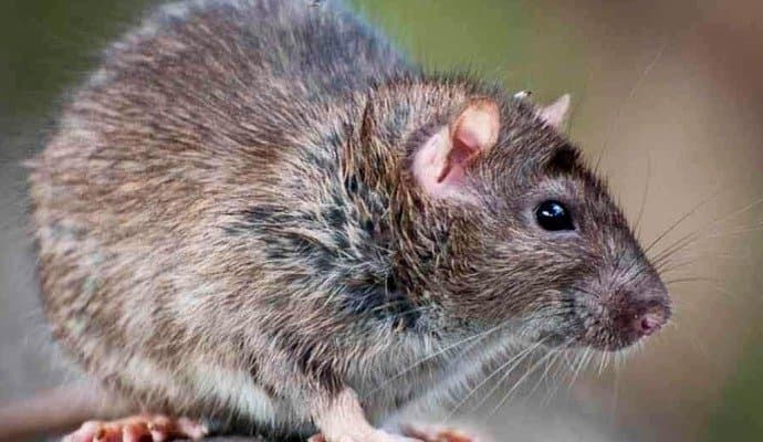 RAT CAN THINK LIKE MAN