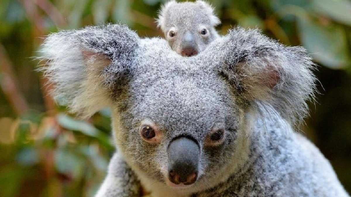 cutest-and-most-adorable-animals-in-the-wild