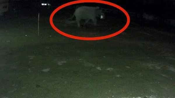 Elephant consume huge amount of rice back to jungle with sack filled with rice in dooars gnr 