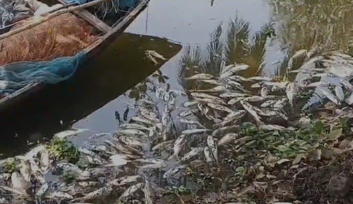 বহরমপুরের লালদীঘিতে ৩৬ কুইন্টাল মাছ মেরে ফেলার অভিযোগ