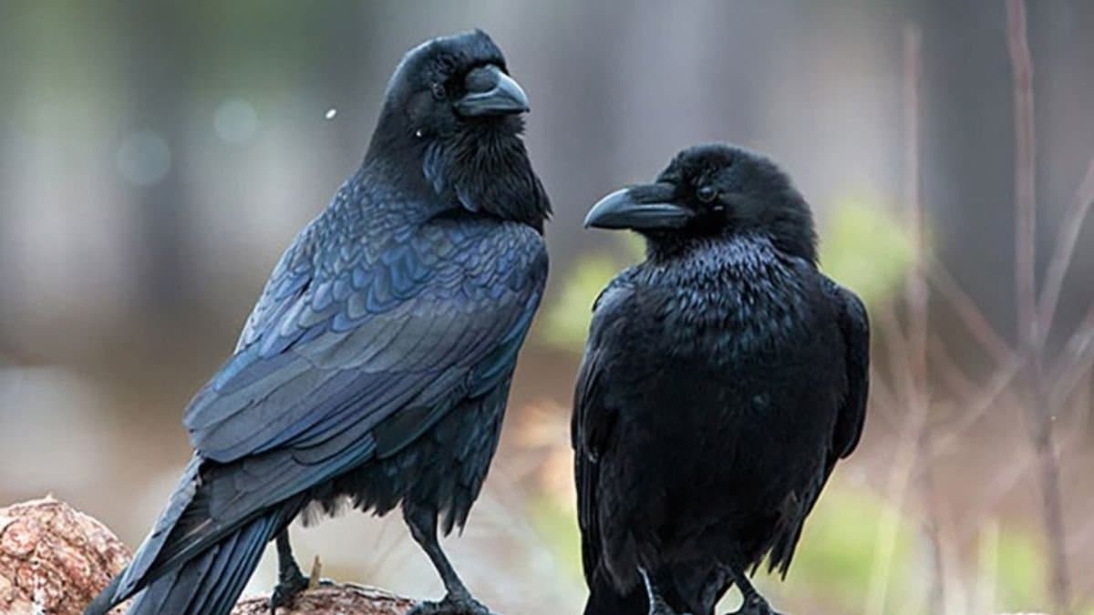 crows population decline environmental implication importance in religion to environment_gnr