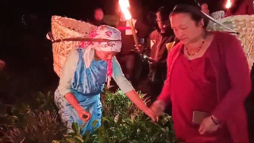 Dooars: পূর্ণিমার রাতে ডুয়ার্সের চা বাগানে 'ফুল মুন প্লাকিং', হাজির বহু পর্যটক 