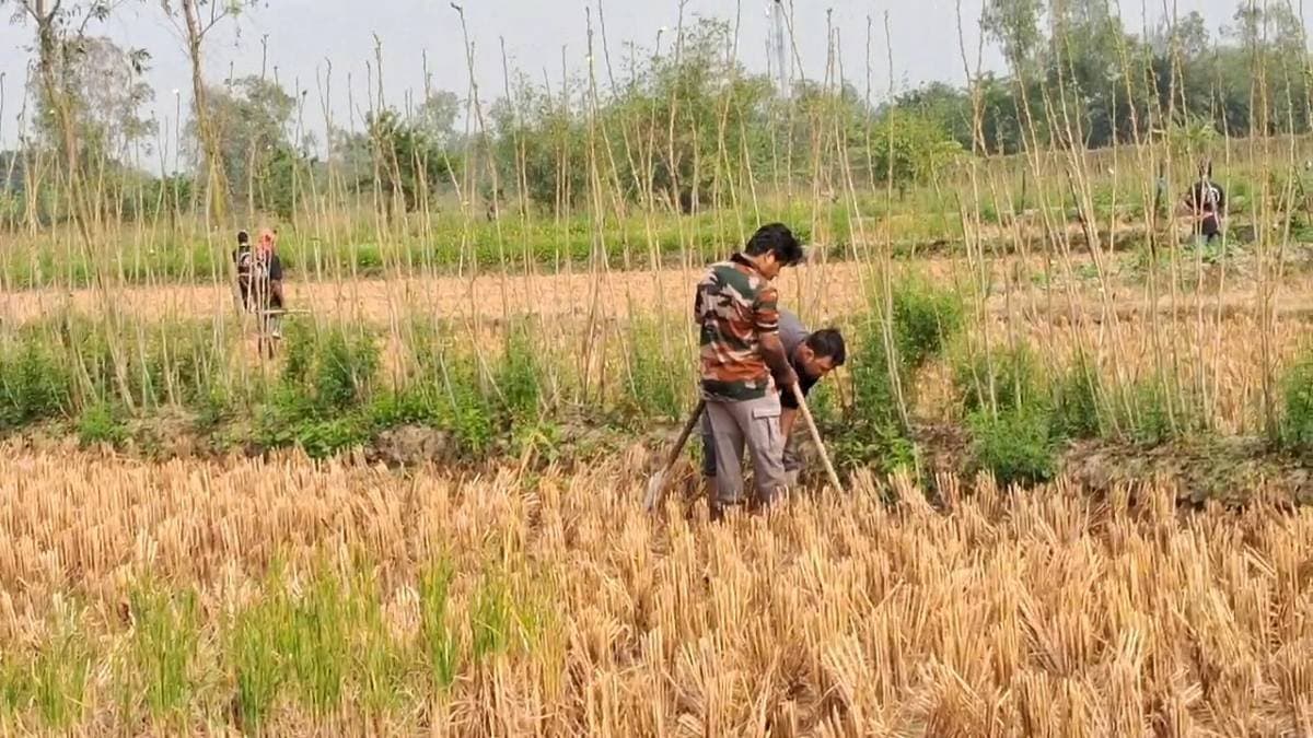 Sundarban tiger in kultali roaming around from one place to another gnr