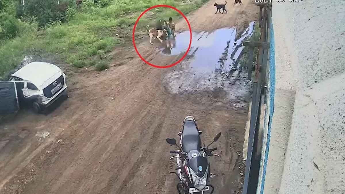 Stray Dogs Attack Child Playing Outside House gnr