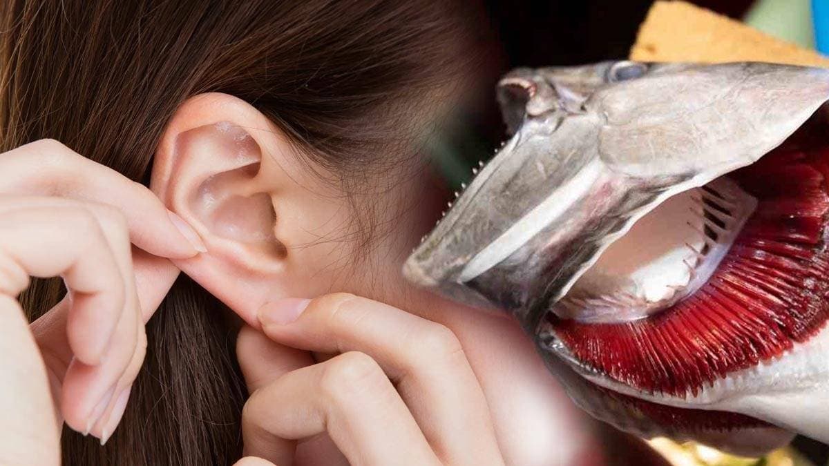 You will be surprised to know what is the relationship between fish and human ears gnr
