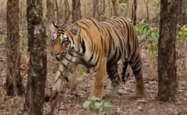 Tiger : গোয়ালিওর চিড়িয়াখানায় তিনটি বাঘের জন্ম 