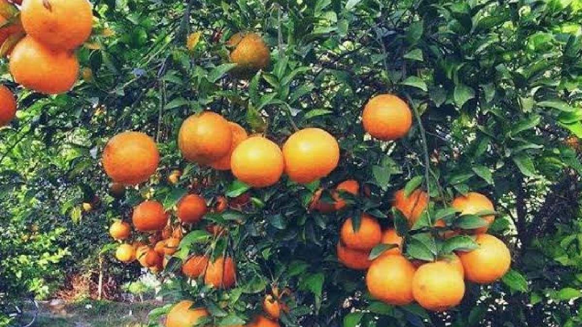 Kalimpong to Host Orange Festival for the First Time Outside Darjeeling gnr 
