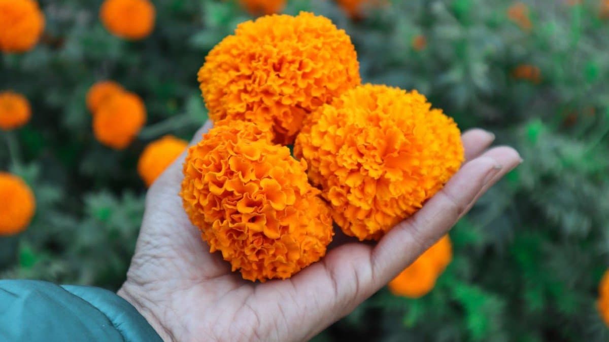 Summer Gardening Tips: Which flower plants can grow in summer