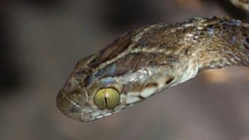 Rare Cat Snake Spotted in Bihars Valmiki Tiger Reserve gnr 