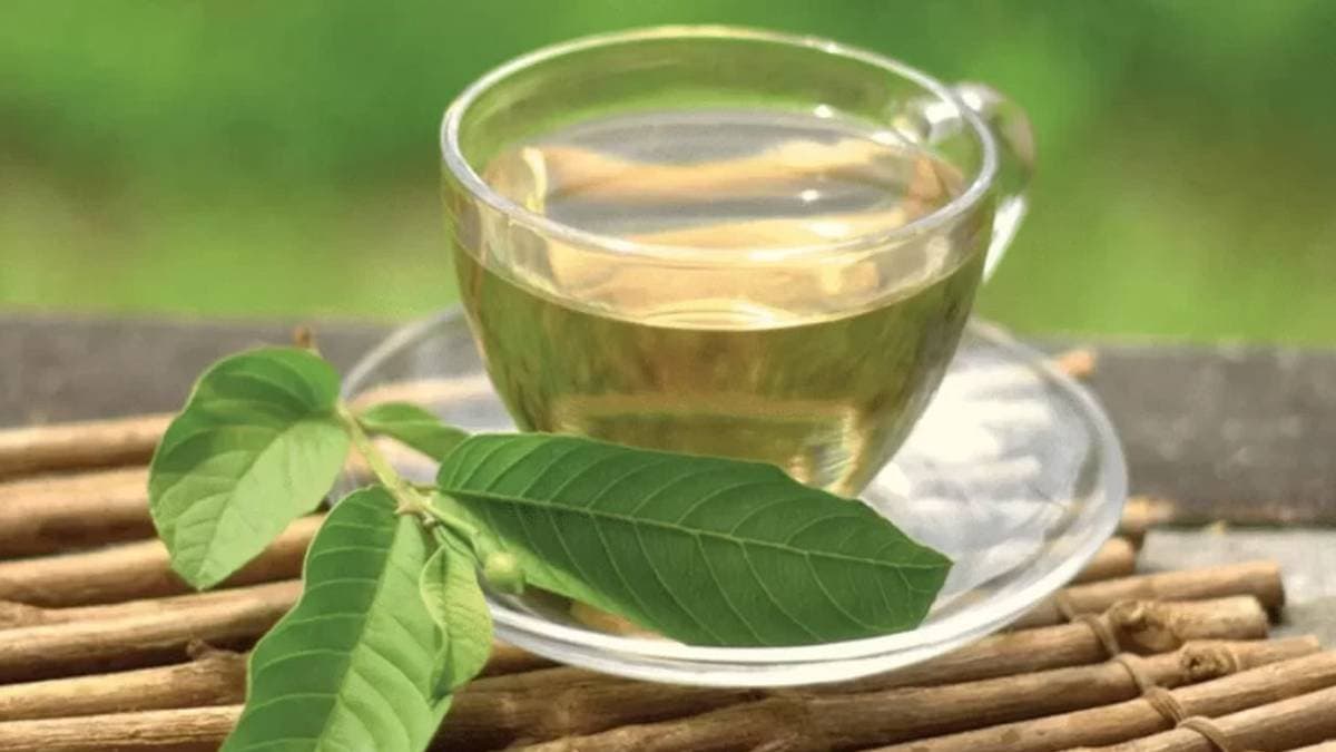Guava Leaf Tea works like magic to reduce cholesterol and diabetes it has many more health benefits