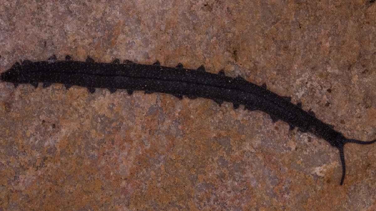 Student discovers ancient Living Fossil underneath rock in South Africa