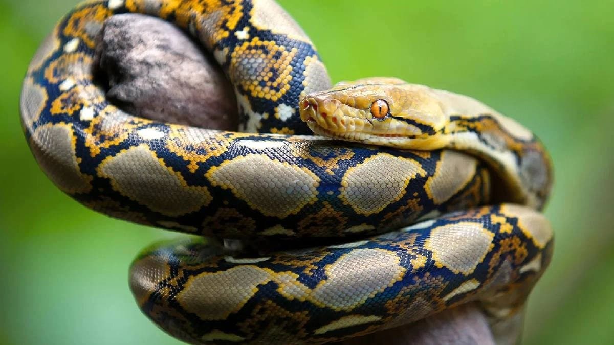 Indonesias Sulawesi Island incident farmers body found Inside 26Foot Python