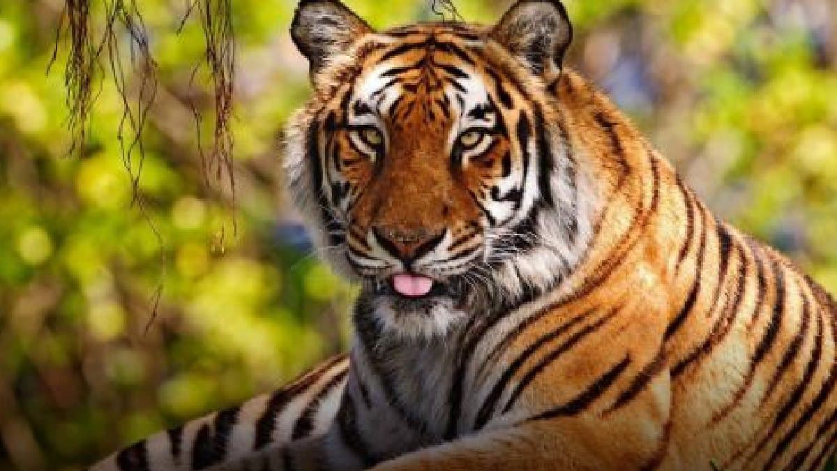 Tigress Zeenat update how forest department plan to capture  the tigress gnr