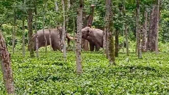 Workers Panicked after Two Elephants Entered Moraghat Tea Garden in Banarhat