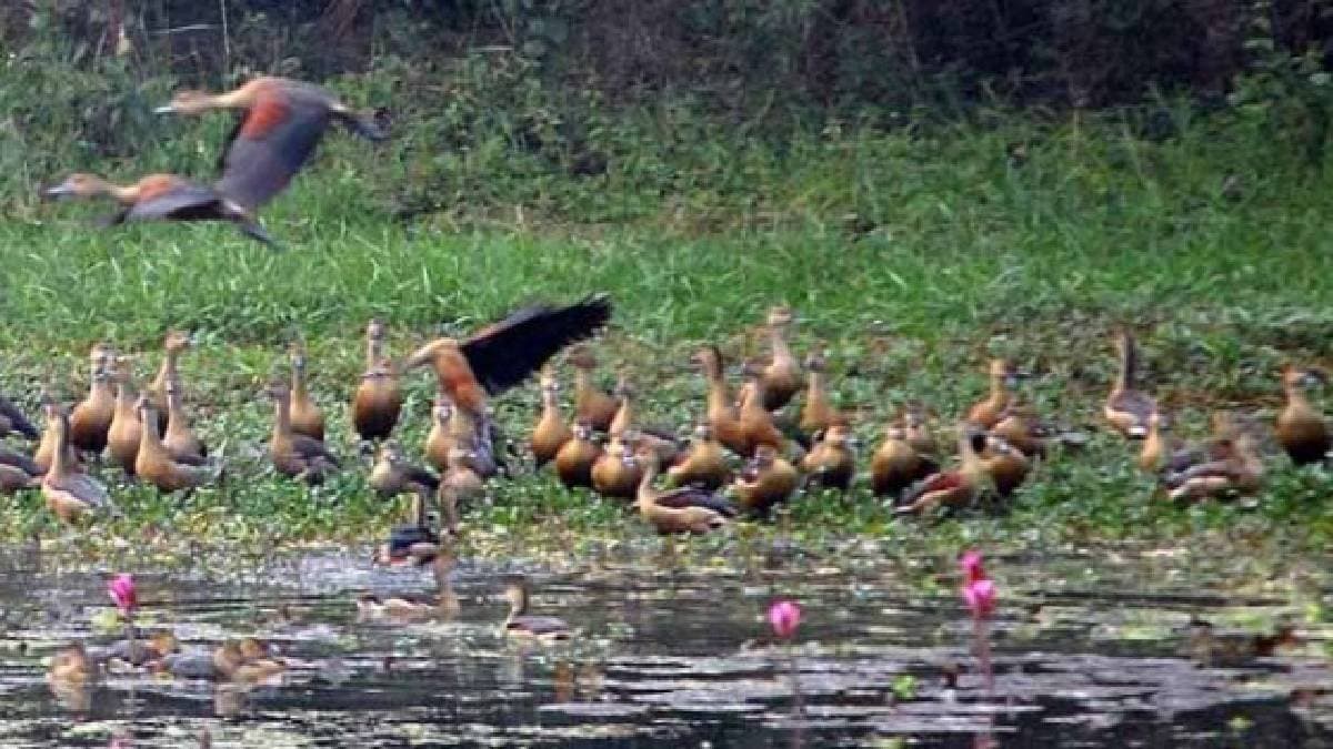 শীতের মরশুমে উত্তরবঙ্গে বিশেষ অতিথি হাজার হাজার পাখি, রসিকবিলে শুরু হল পাখিশুমারি