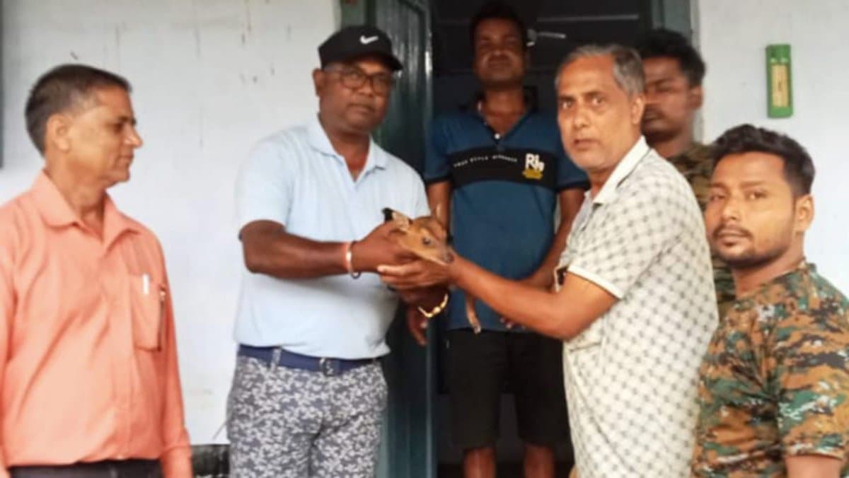 Fawn recovered in Changramari tea garden