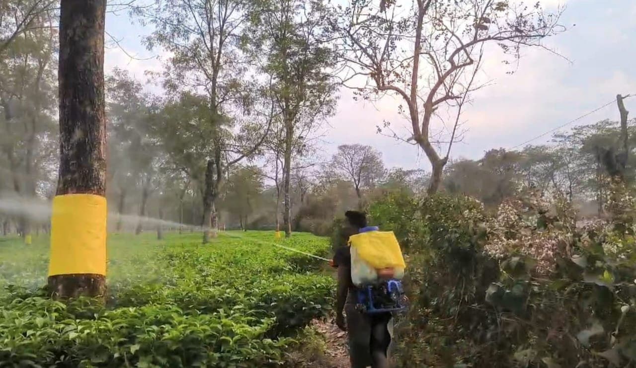 চা বাগানে কীটনাশক ব্যবহারের অভিনব পদ্ধতি