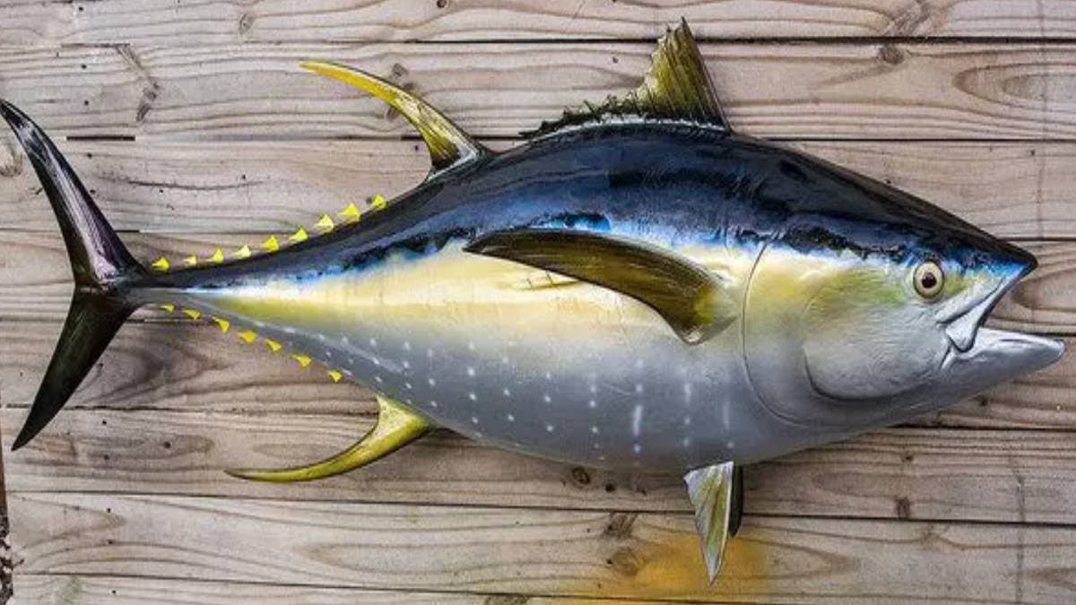 benefits of eating tuna fish