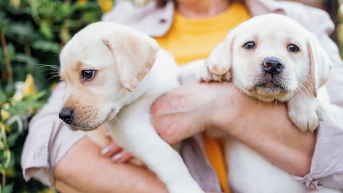 Things you should keep in mind before buying a pet dog