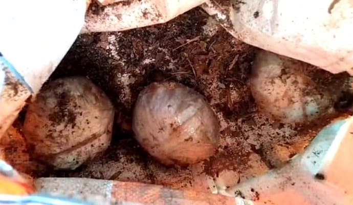 Bomb Blast: দেগঙ্গায় আচমকা বিস্ফোরণে আঙুল উড়ল কিশোরের
