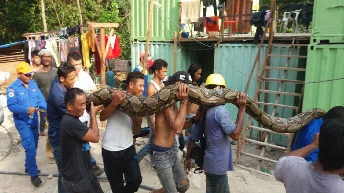  80 Kilogram Python Falls Through Malaysian Home Ceiling 