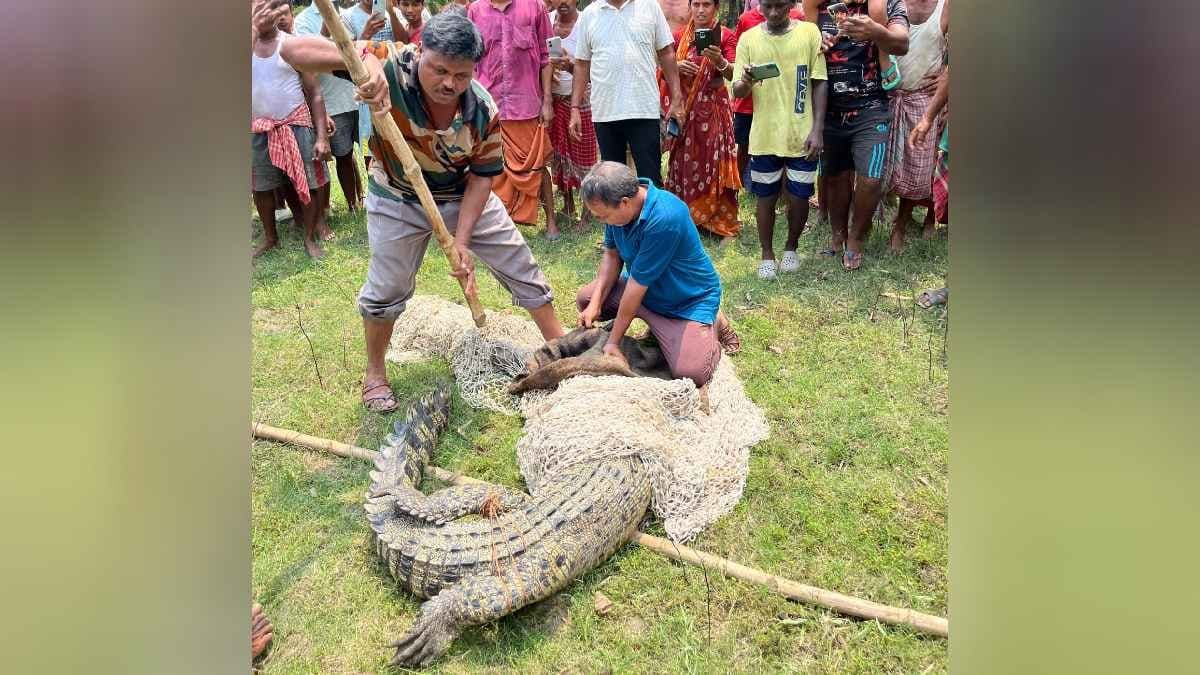 Big crocodile catch at Patharprotima in Sundarban