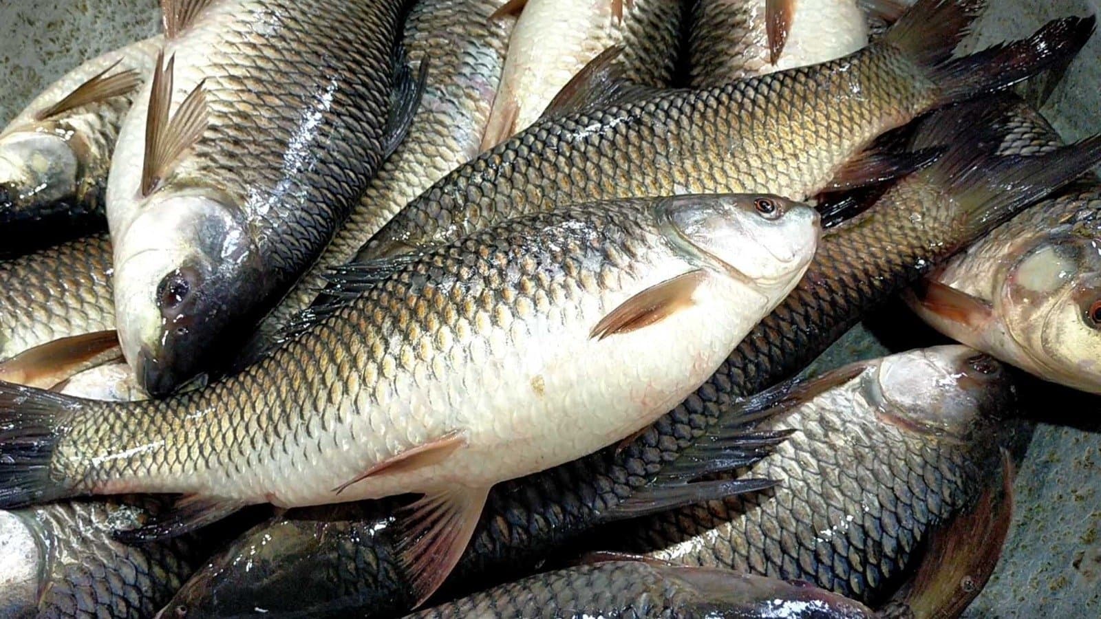 Central Government reduced the price of fishery products