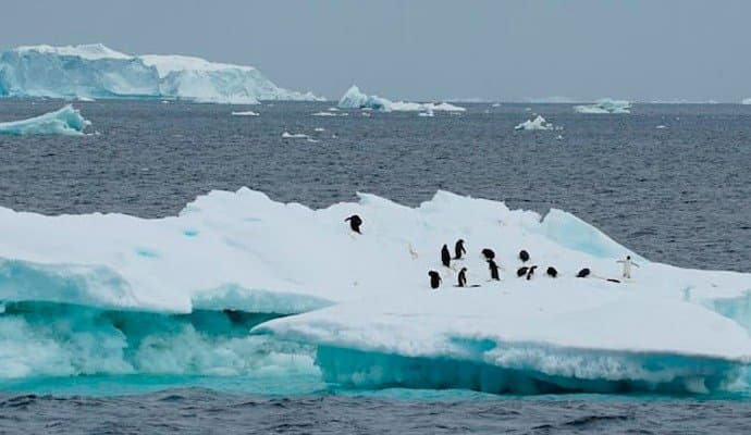 Antarctica witnesses first bird flu case, scientists confirm