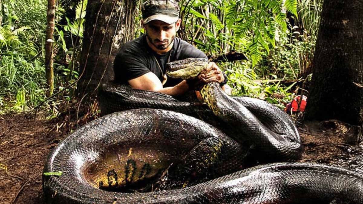 10 Countries with the Highest Number of Anacondas