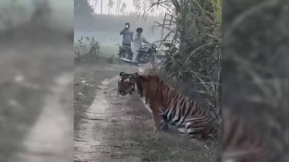  farmers close encounter with tiger what Happened next was unexpected watch viral video