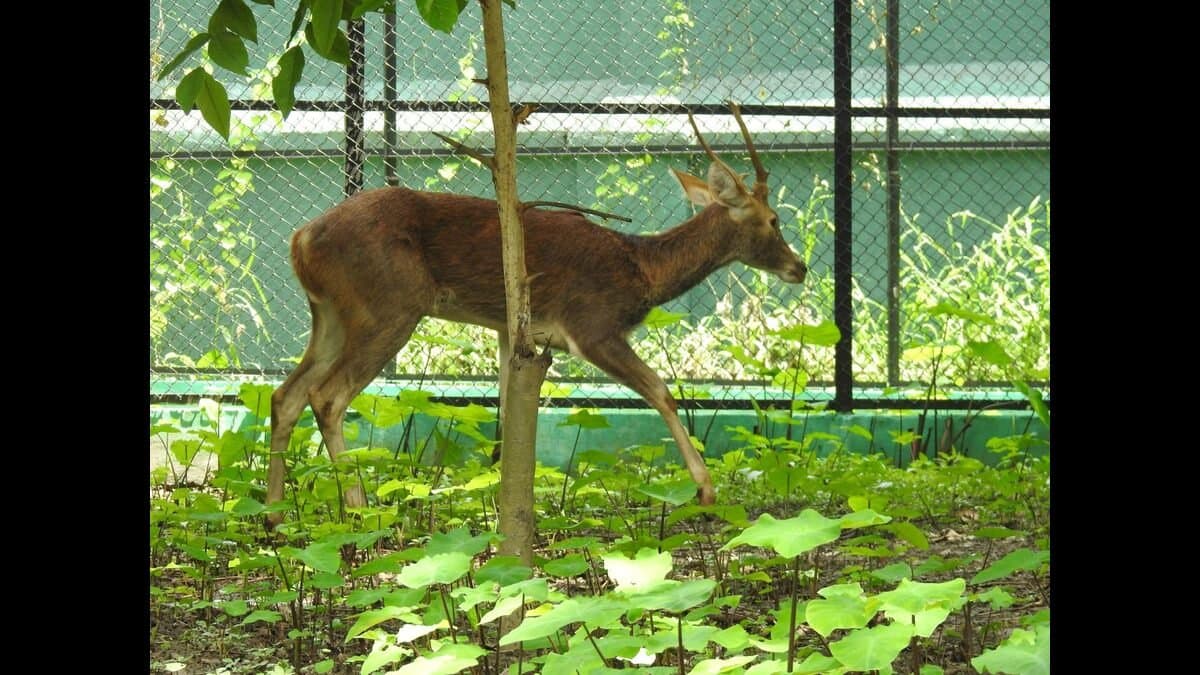 New Species brought at alipore zoo before winter session