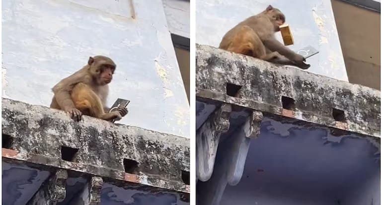 monkey steals mans samsung phone in brindaban