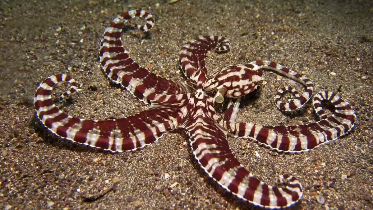 Mimic Octopus is called the master of disguise and very good predators 