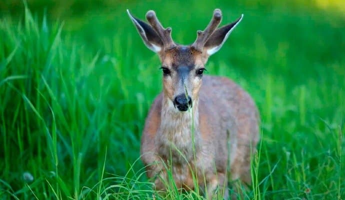 Zombie Deer Disease Spreading Fast 