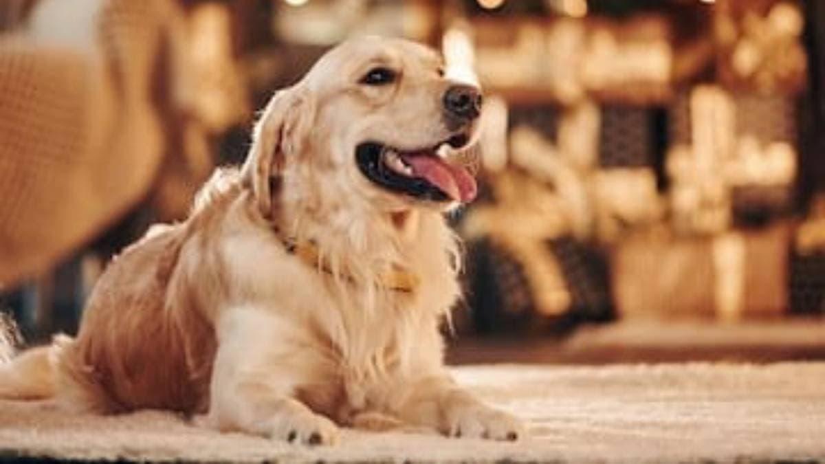 How to take care of your pets during noise of kalipuja 2024 lif